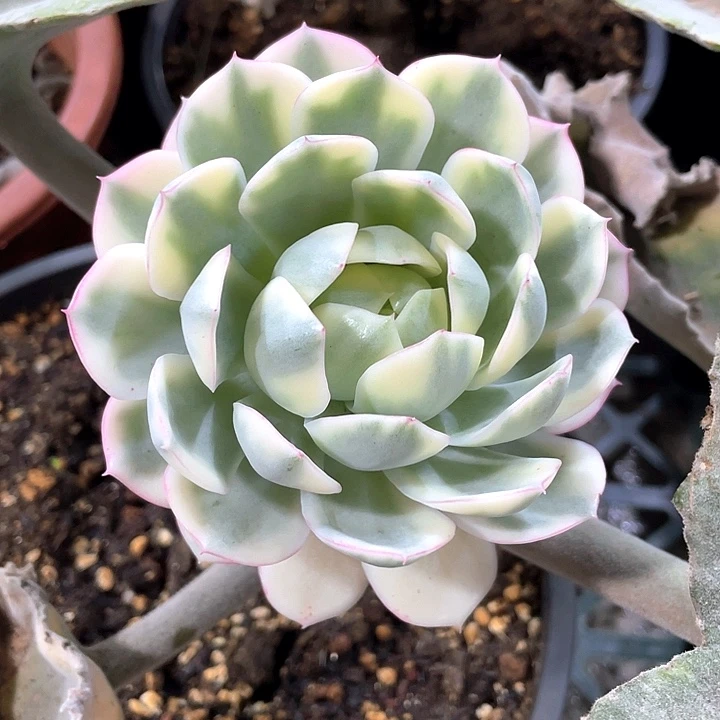 韩水晶锦 一物一拍