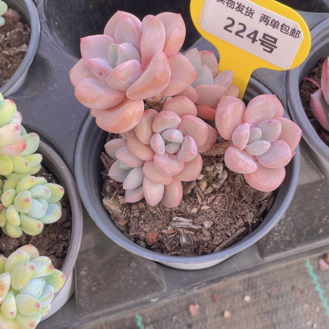 224号 老桩花斑鹭多头群一个