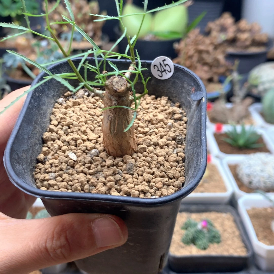 飞羽橄榄带盆实生