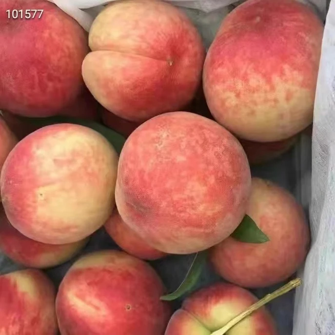 【陕西水蜜桃】【甜多汁】软硬两吃水蜜桃新鲜水果毛桃脆甜应季水果