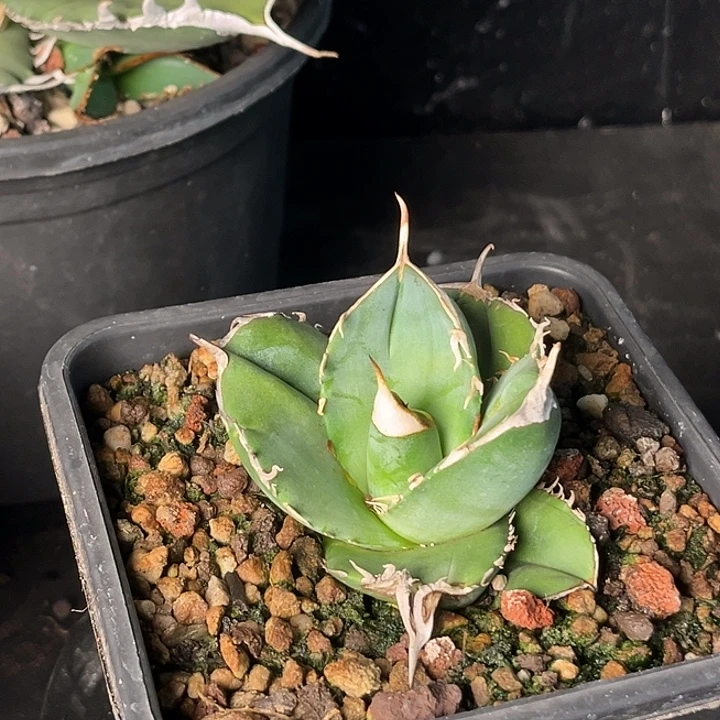 无花朵龙舌兰仁王冠大白鲨