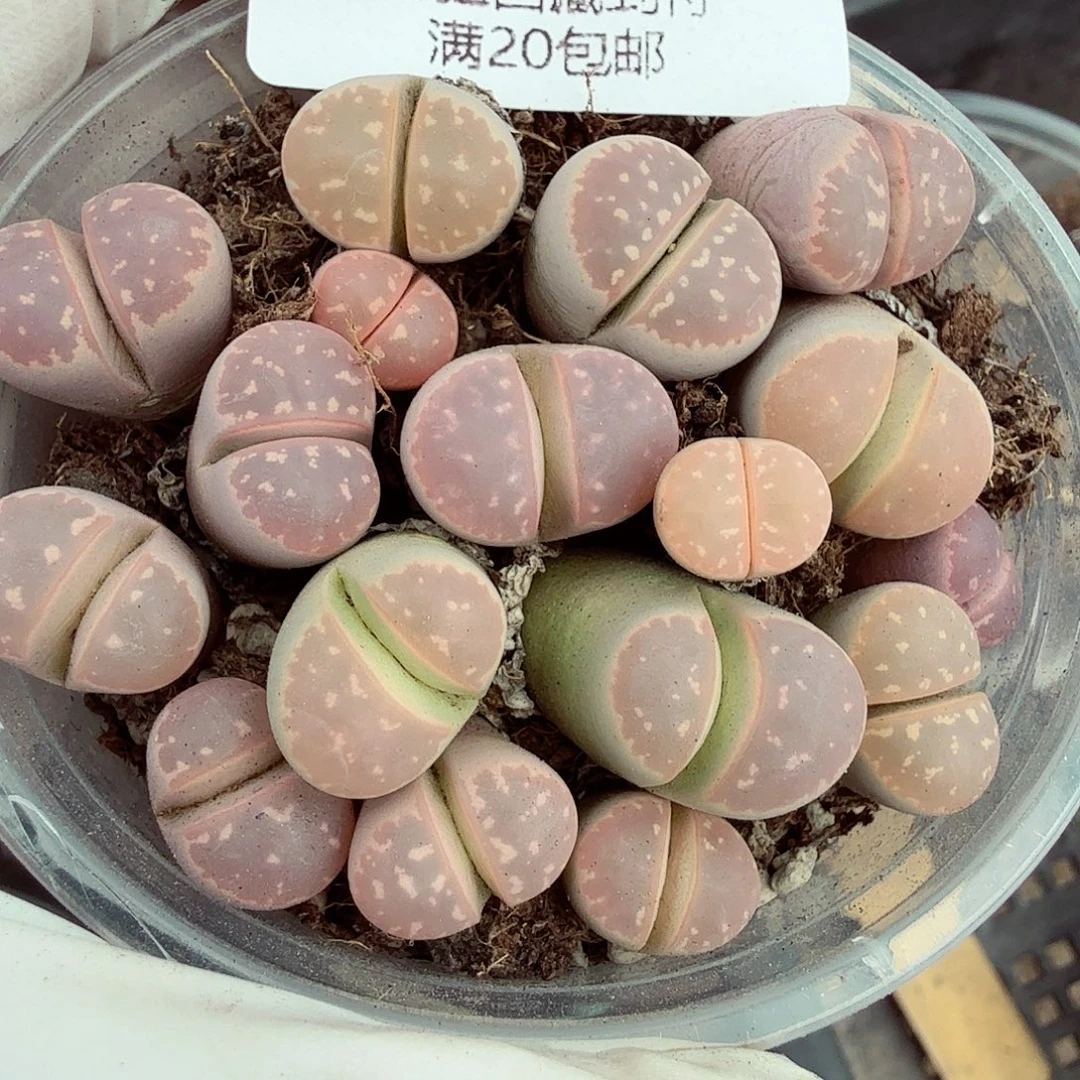 这个我是要了啊呜呜176