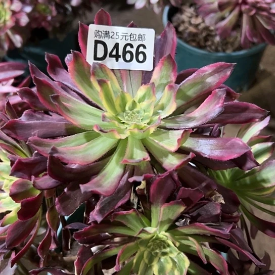 ?****?多肉植物一个