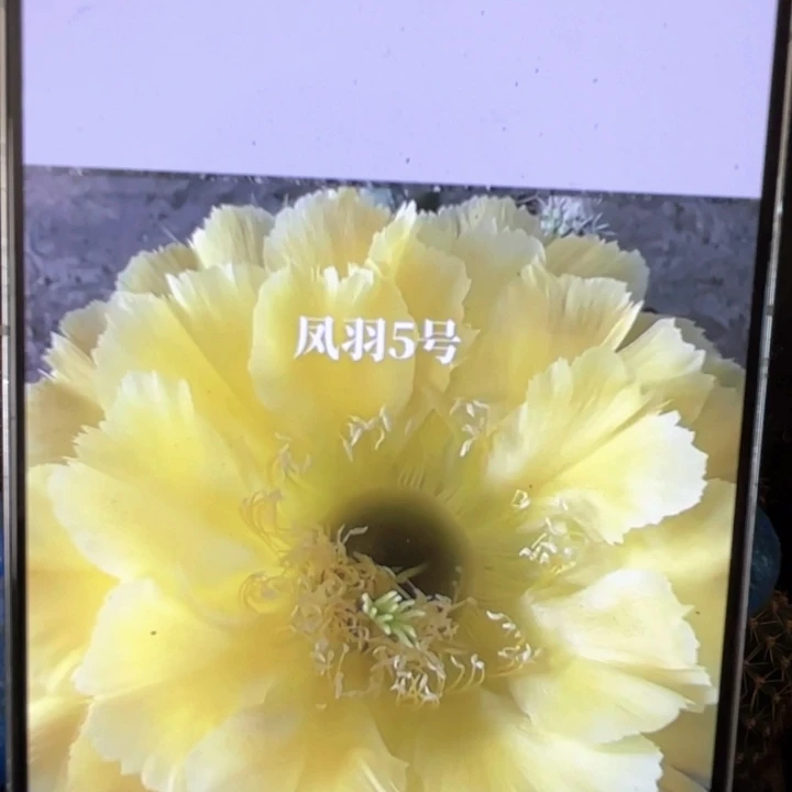 彩草凤羽5公分左右满18包邮