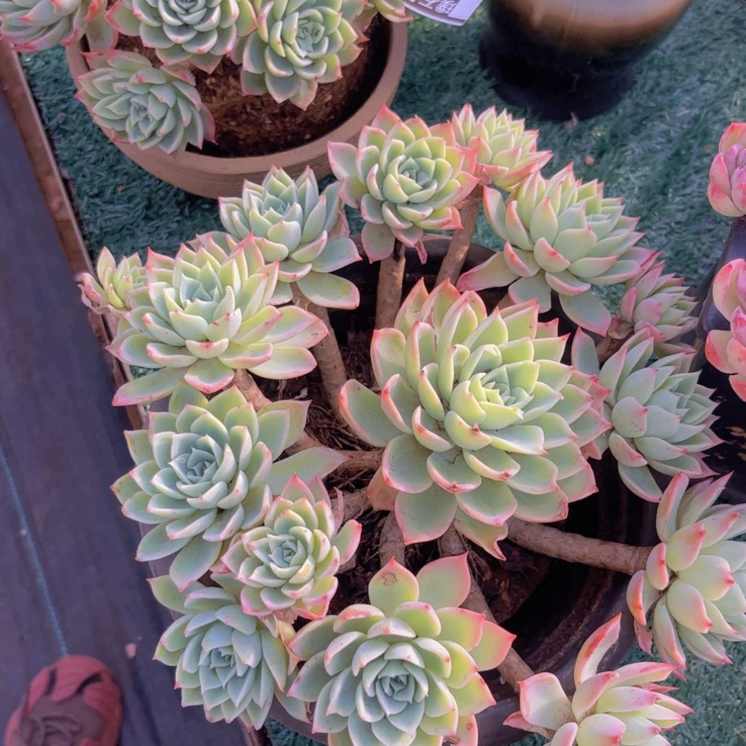 三色堇2969多肉植物