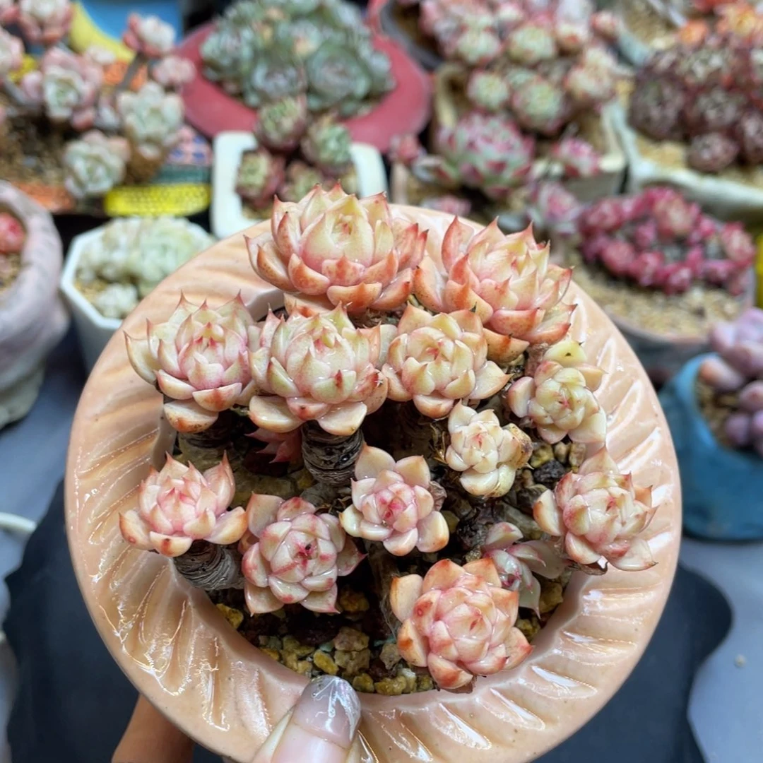 黄金本巴蒂斯老桩