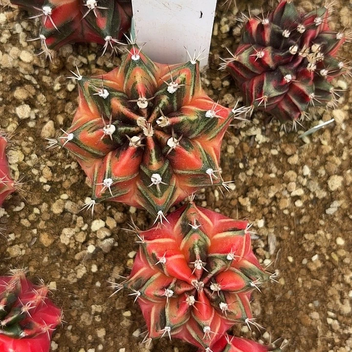 204-0731泰国发货多肉