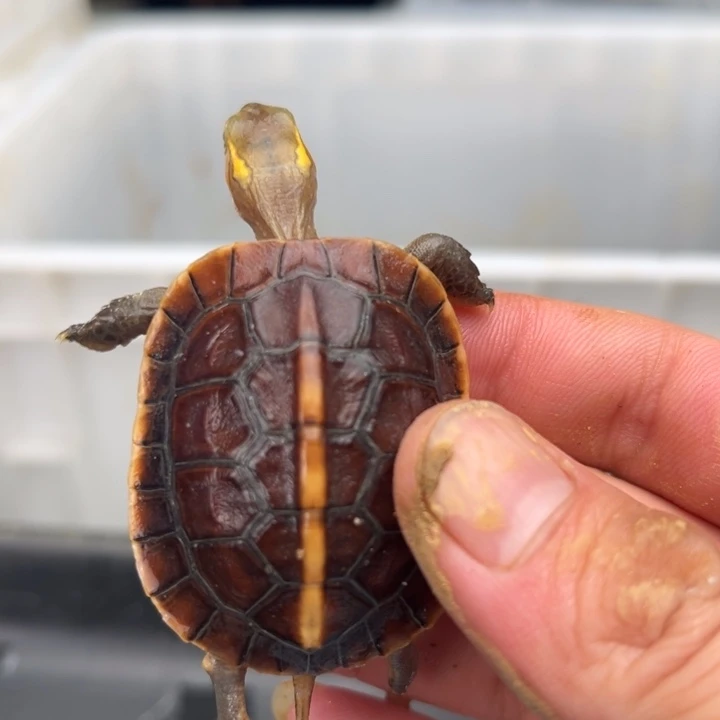 母绿毛龟啦们我也想去