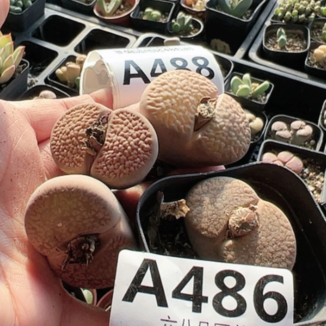 【闪购商品】好*我4颗生石花