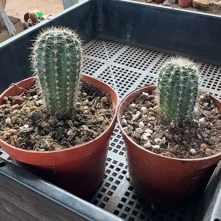 跟***虫纽扣一号，小球，开花美