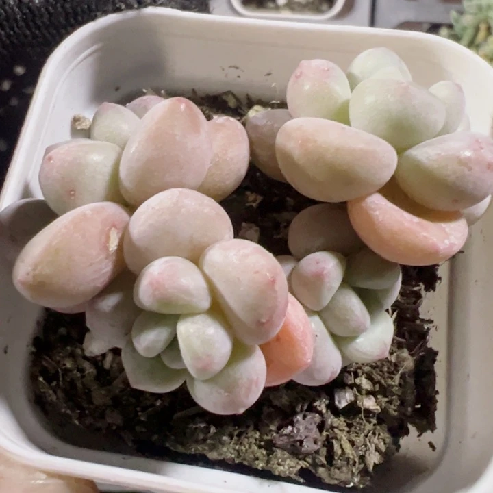 泡泡糖精品多肉植物