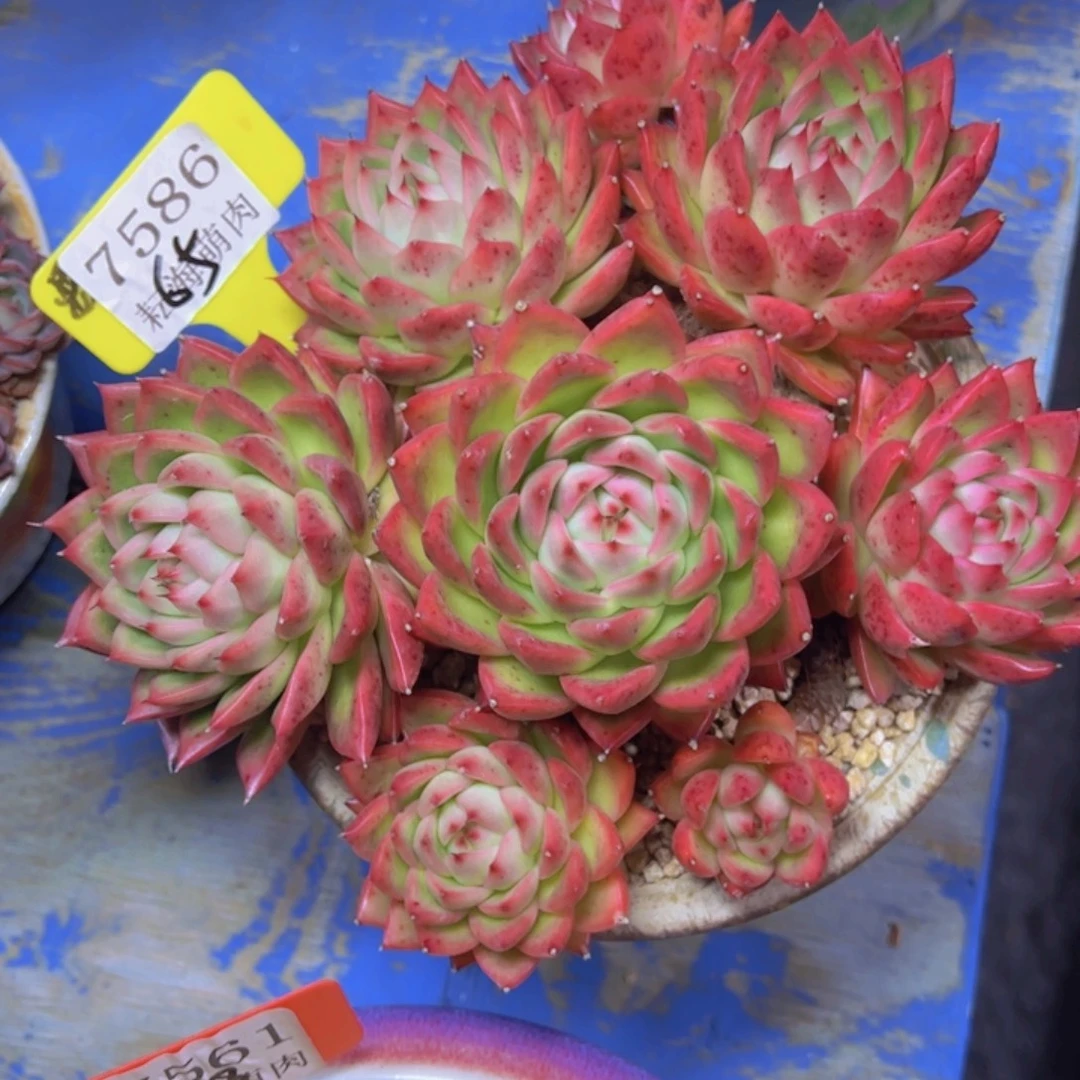 杂交7586多肉植物