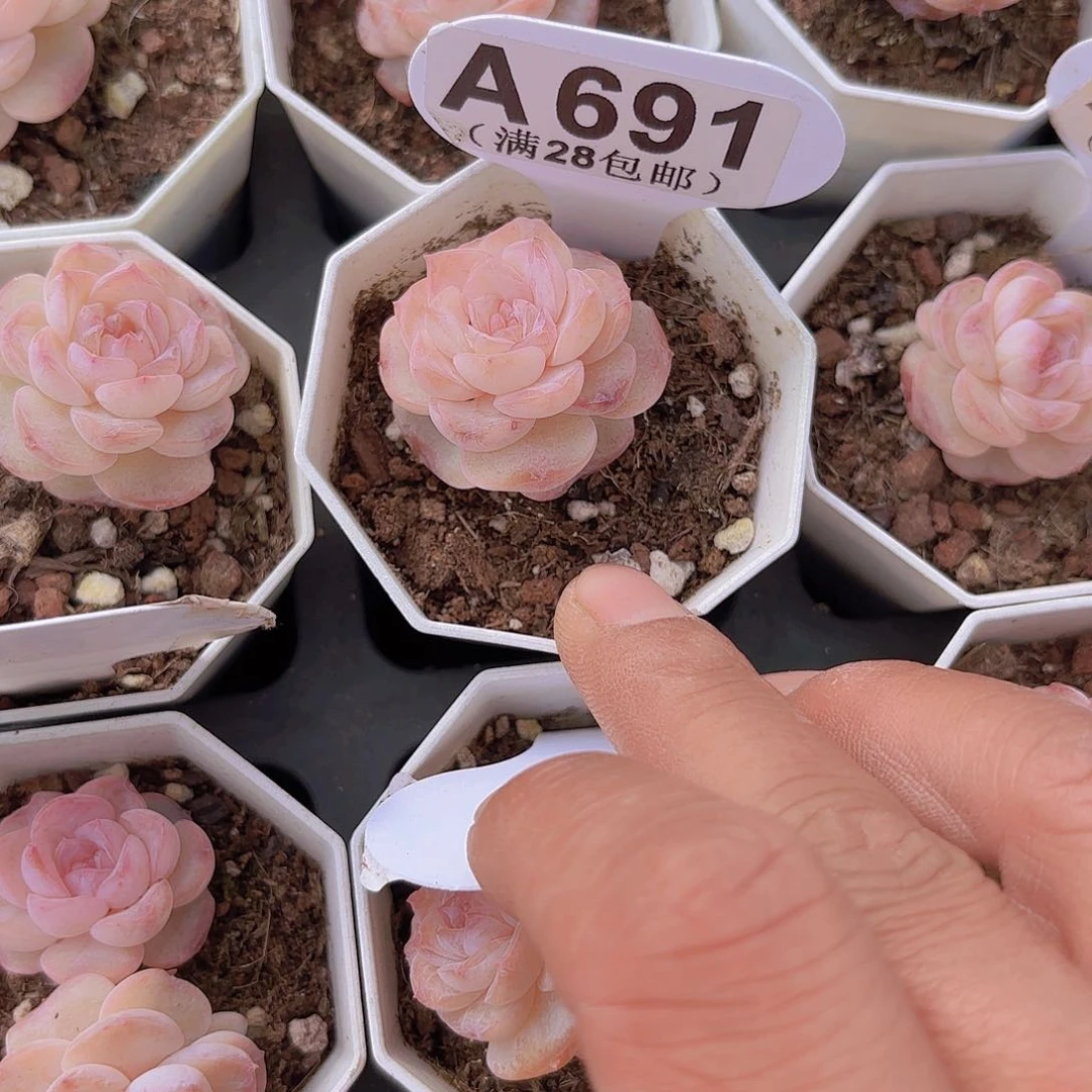 A745糖心一物一拍