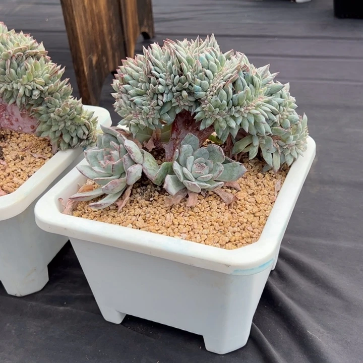 木****精新年快乐 新年快乐 新年快乐