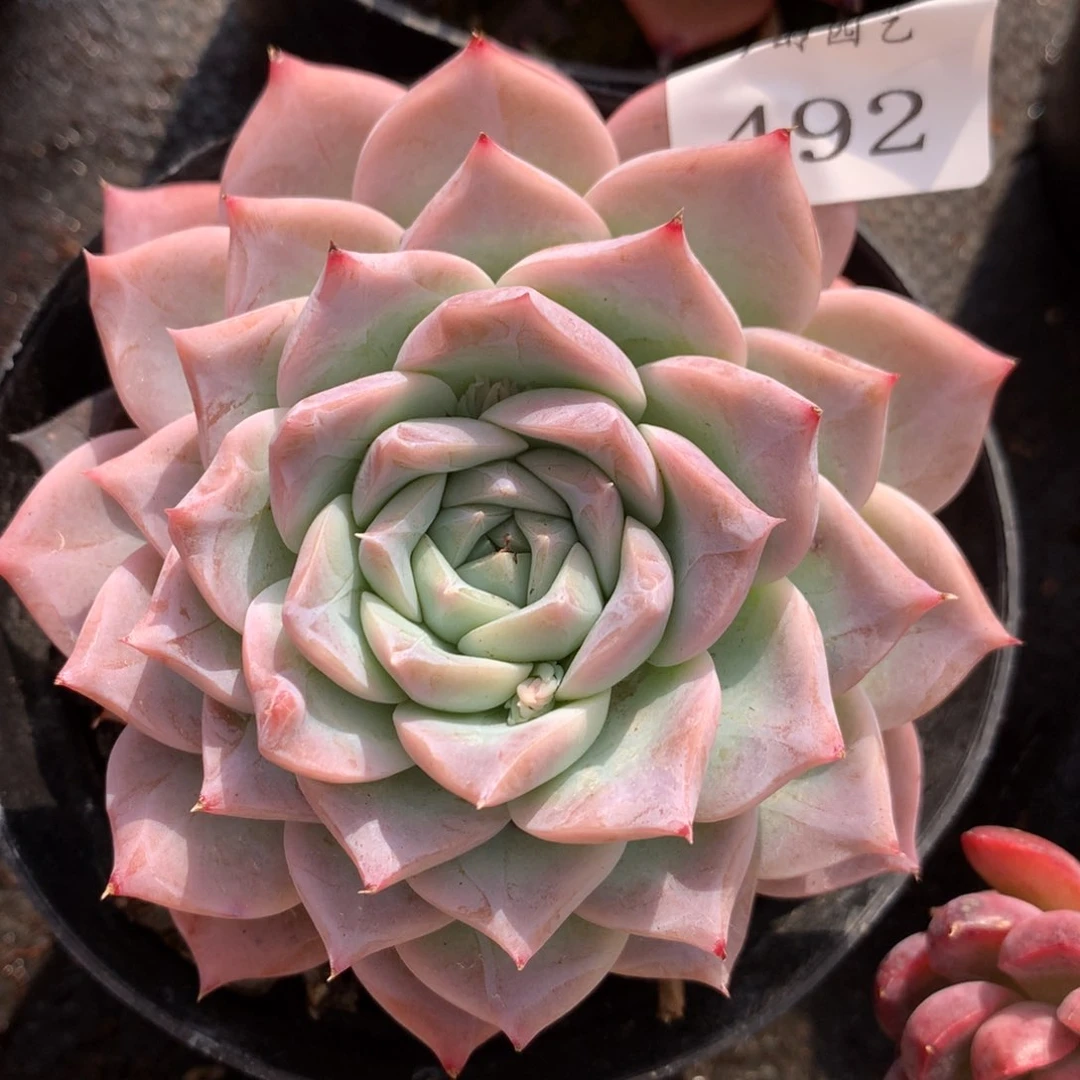 492新年快乐发发发