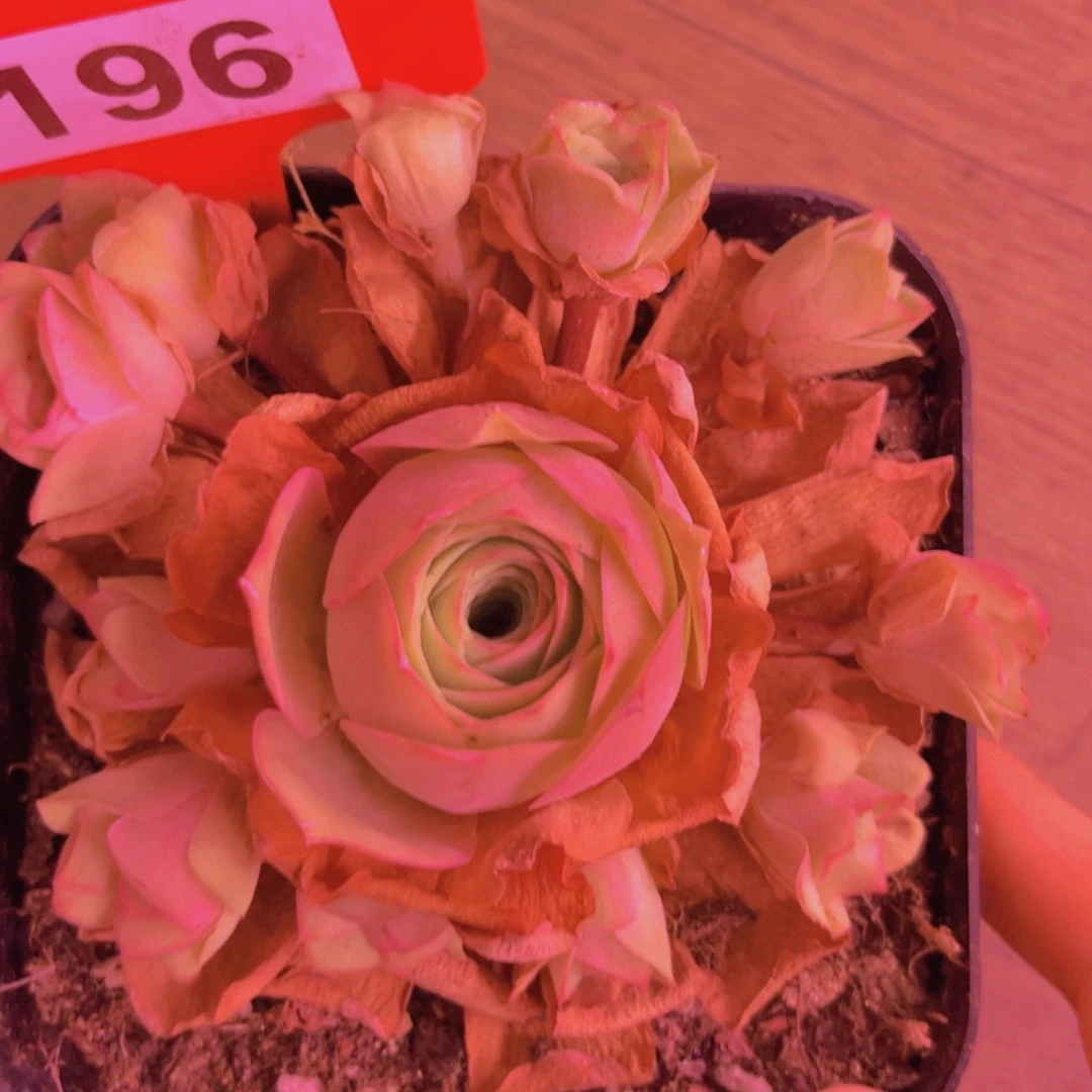 196山地玫瑰粉色