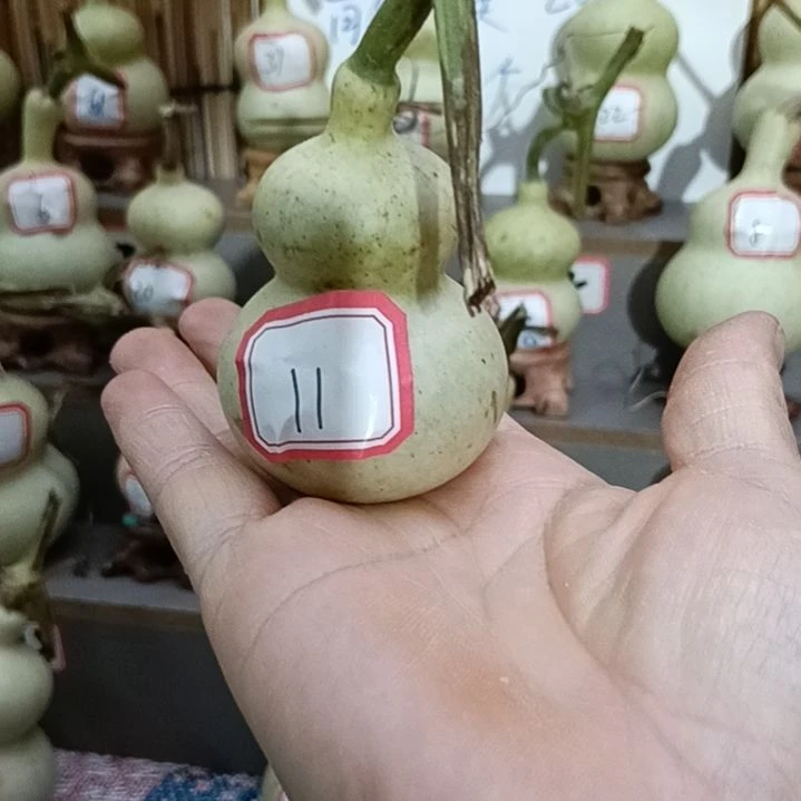 11号一物一拍一个账号