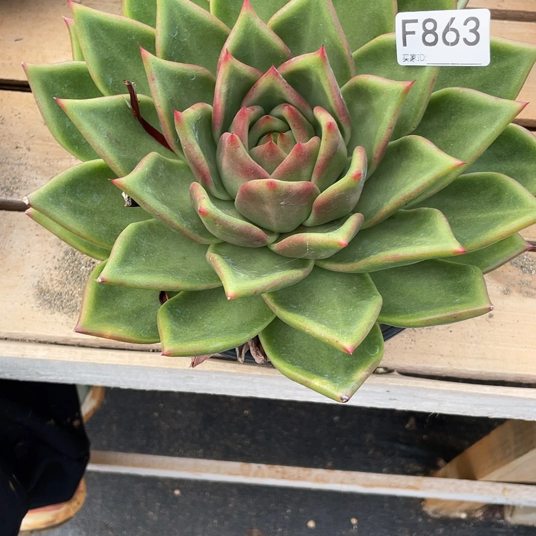 若如东云单拍F863