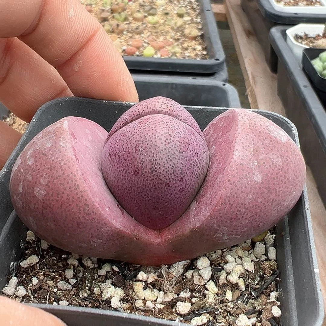 叮*猫多肉肉锥 专拍