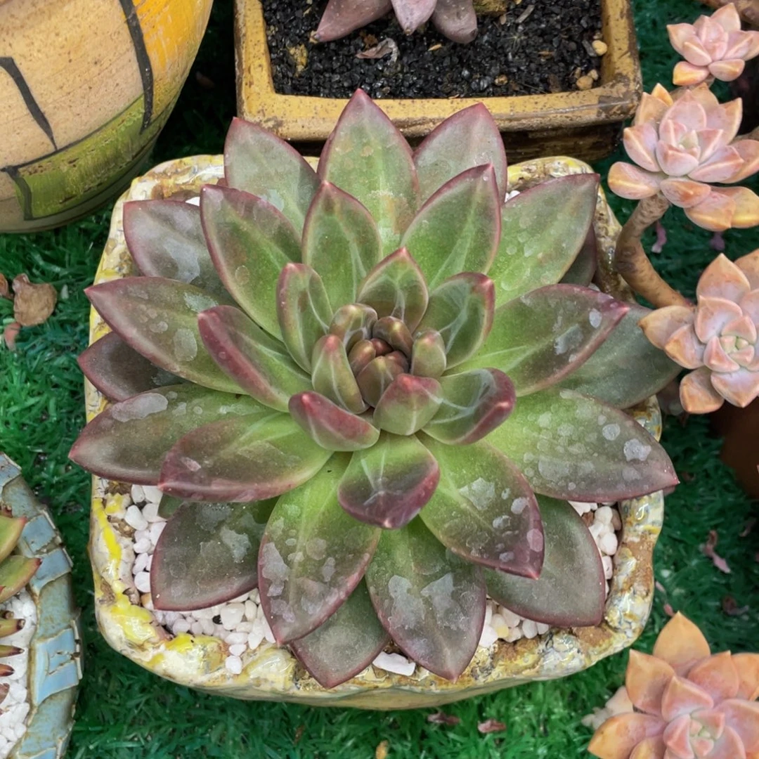 迷雾泡泡多肉植物盆栽