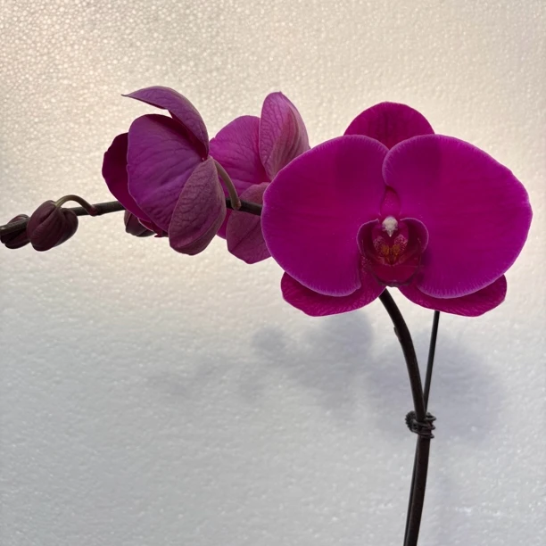 蝴蝶兰（混搭）3寸开花株