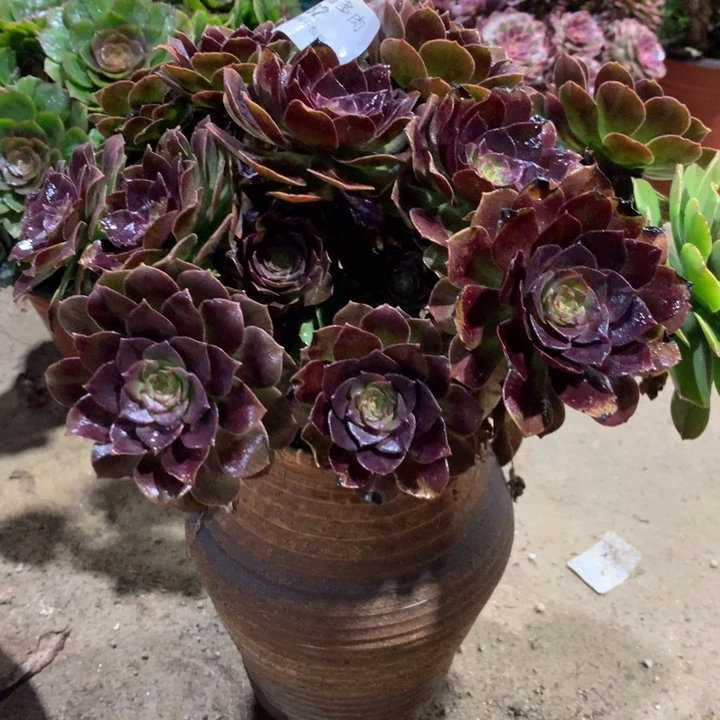 付*喵782赤炎链多肉植物