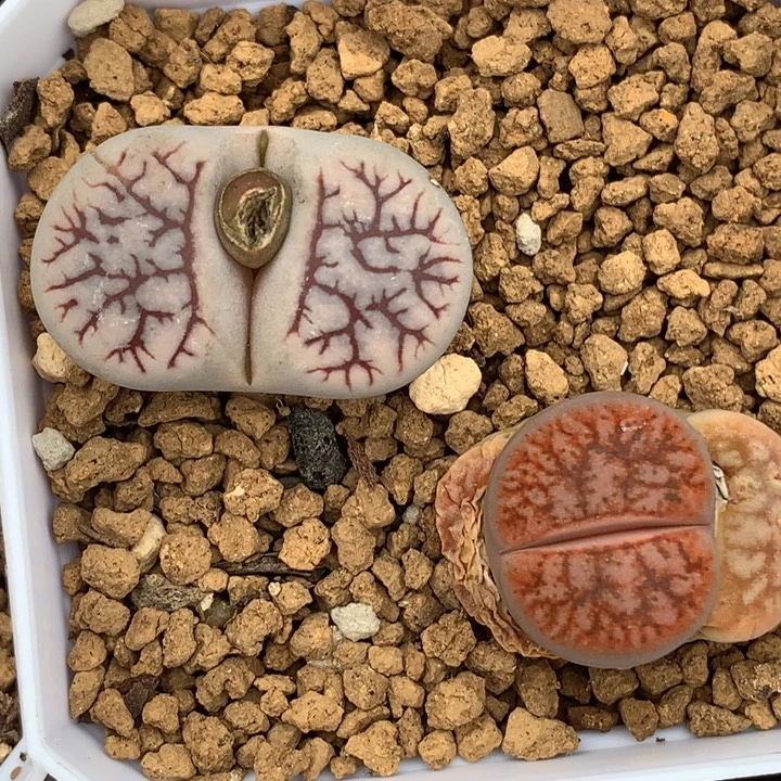 精品多肉植物精品多肉