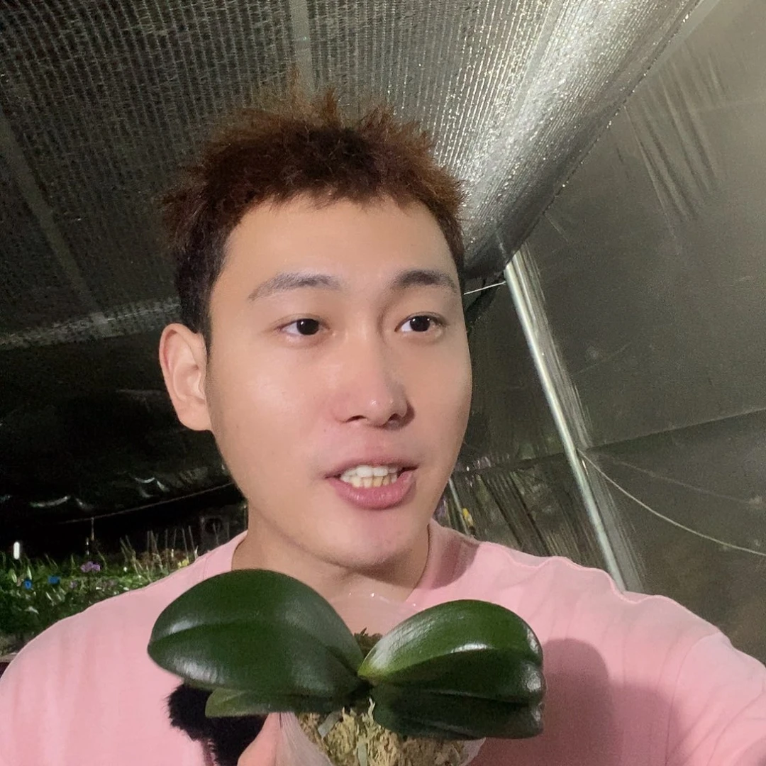 无花朵樱兰蝴蝶兰