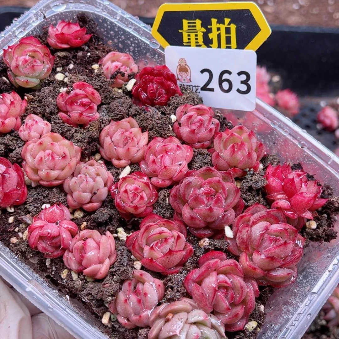 多肉植物多肉植物