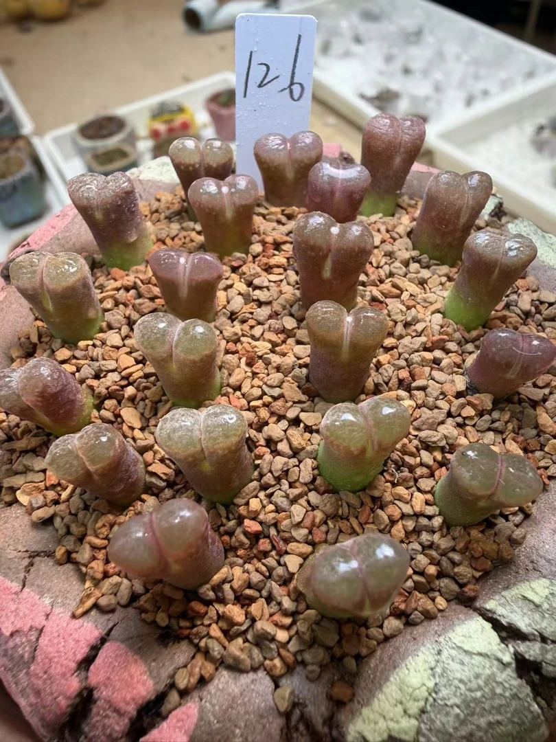 126多肉植物肉锥一颗