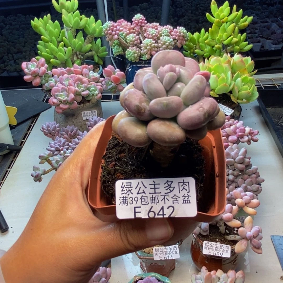642月美人多肉5c m