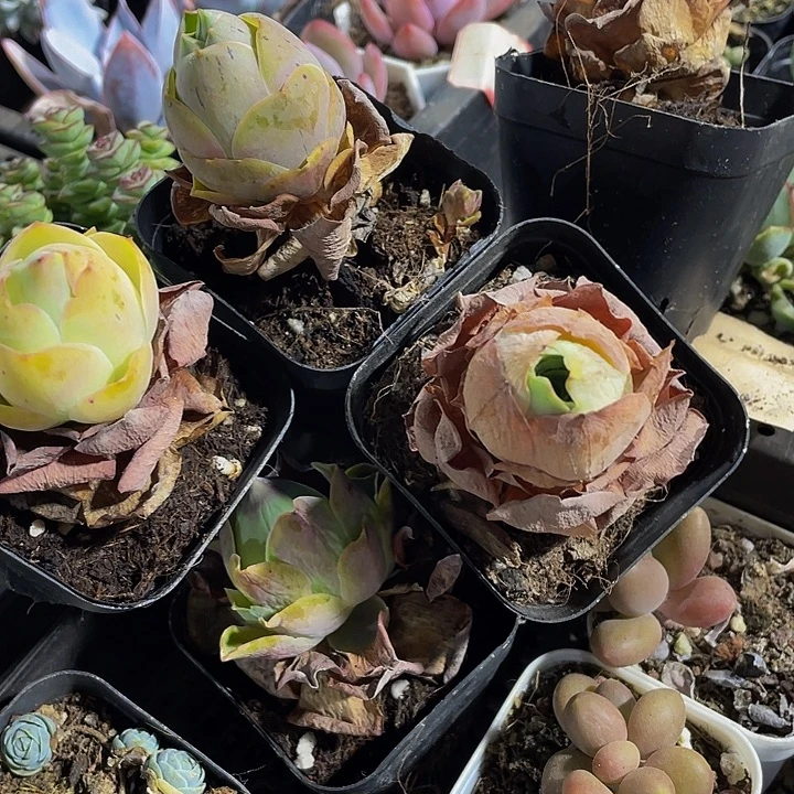 大帕玫瑰带盆土发货