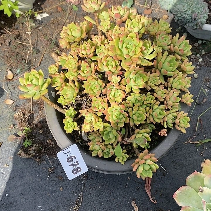纤***媚678马库斯多肉植物