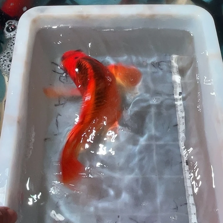 蝴蝶鲤鱼渔场直发33
