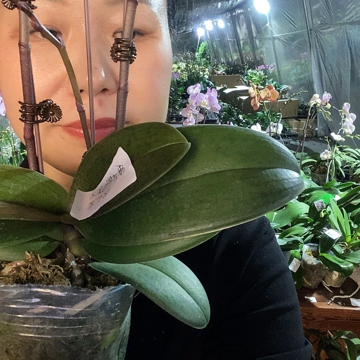 无花朵禹城王子蝴蝶兰