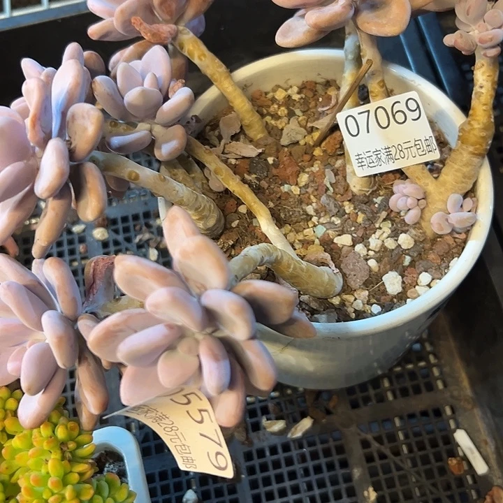 幸运儿的一个好消息