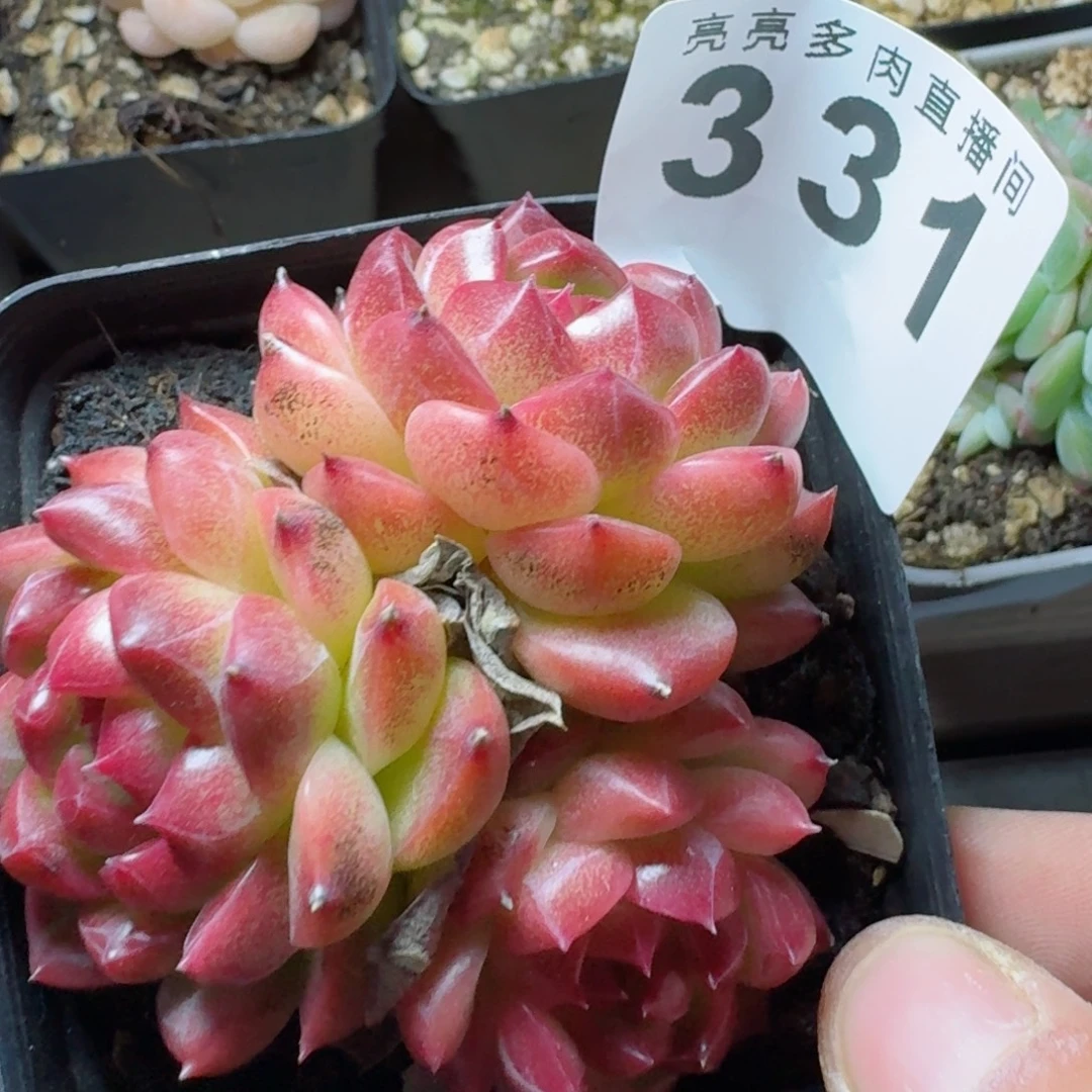 春风珍妮          摇身一变高富帅，一夜暴富动作快