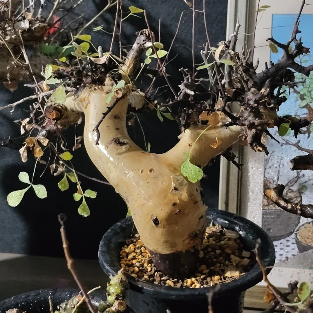 正白皮卡塔夫熟桩