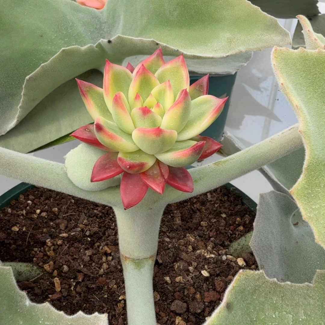 青涩少年时代到来