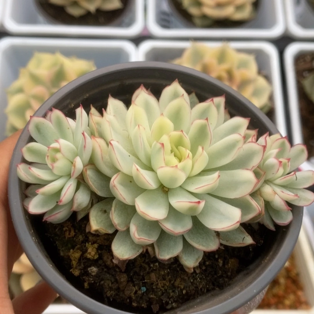 475白覆轮梦幻玫瑰锦