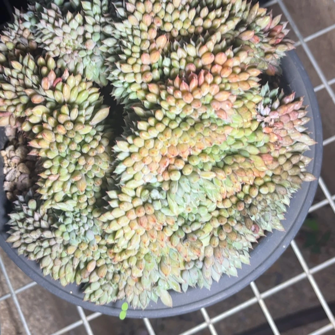 新疆西藏内蒙不包邮，美人缀