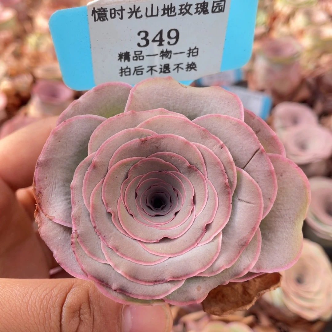 山地玫瑰349裸根发货不售后