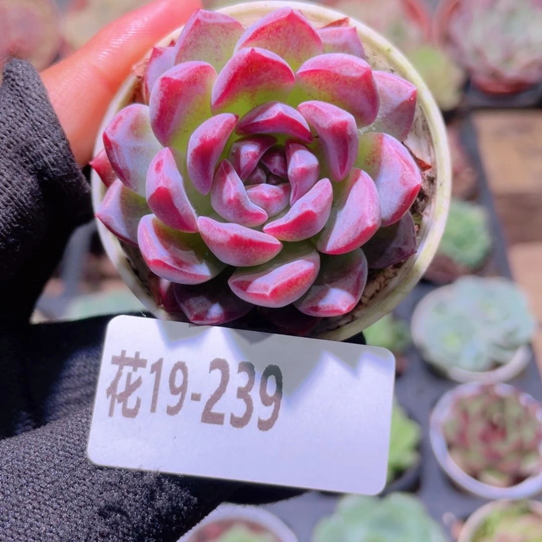 花利美19-239新品