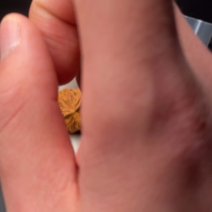 核桃核桃黑豆粉黑枸杞茶富含