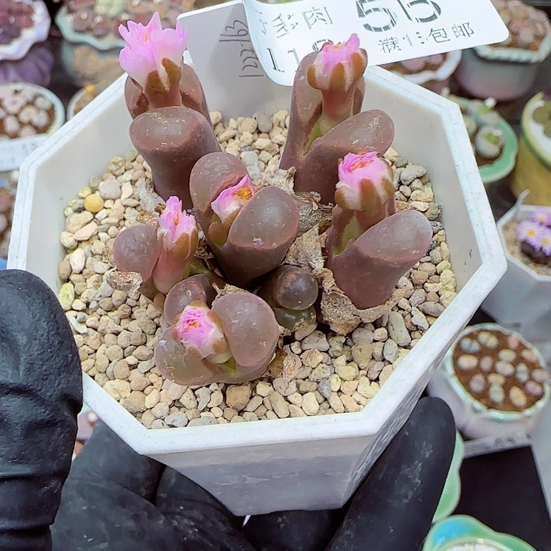 生石花满18包邮1118-56