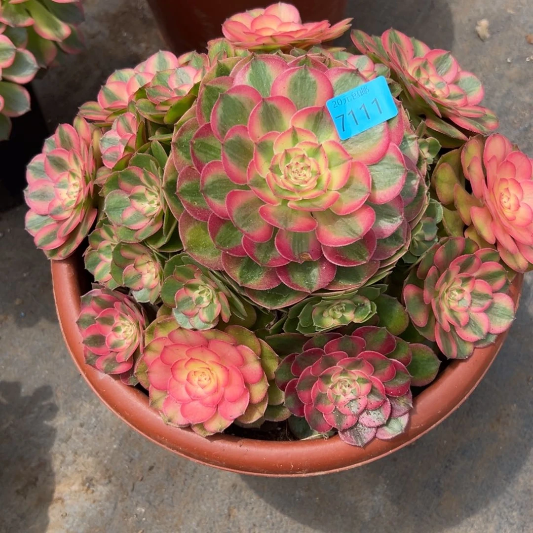 7111荔枝多肉植物系