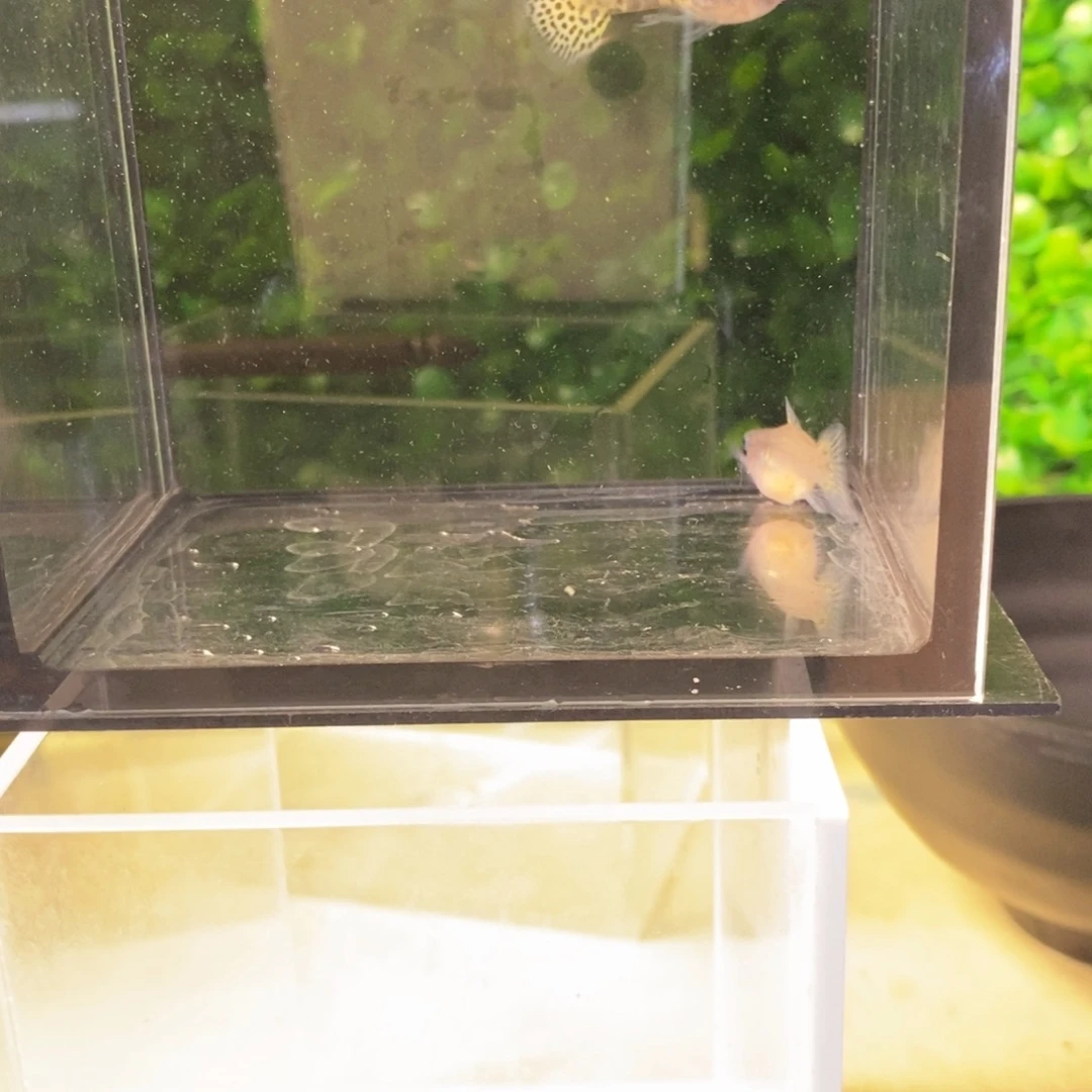 孔雀鱼黑金蕾丝一对
