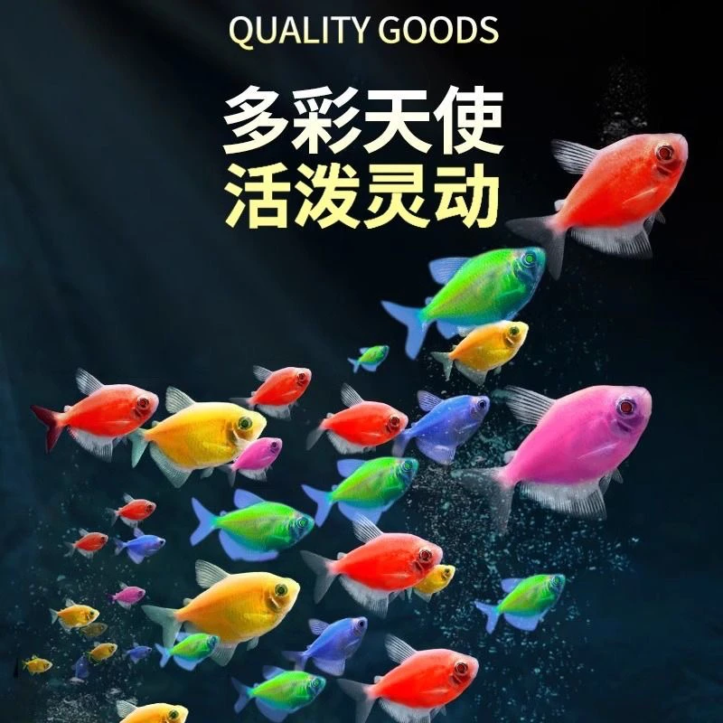热带七彩糖果天使小型七彩神仙观赏鱼耐活褪色新手群游好养热带鱼