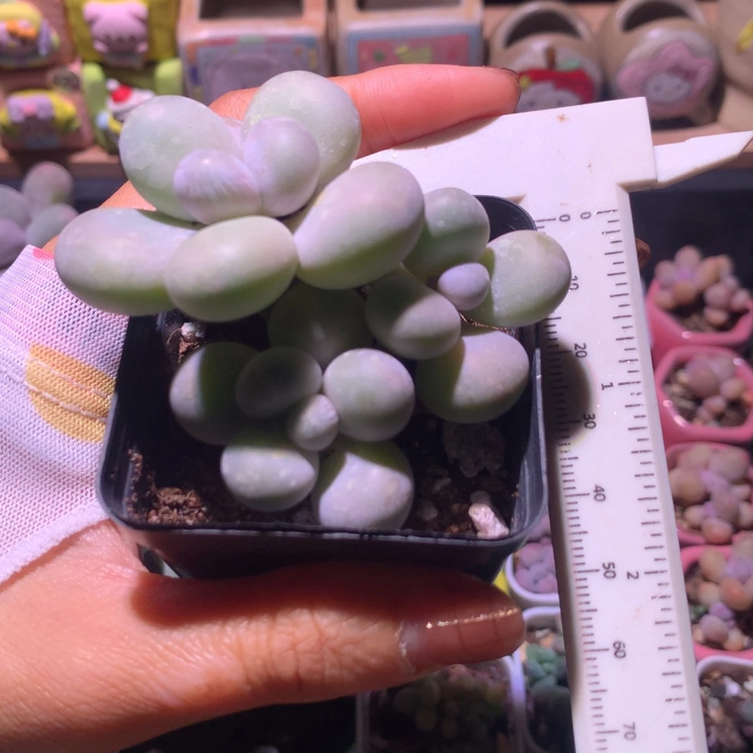 水光针奶酪 精品韩国奶酪多肉