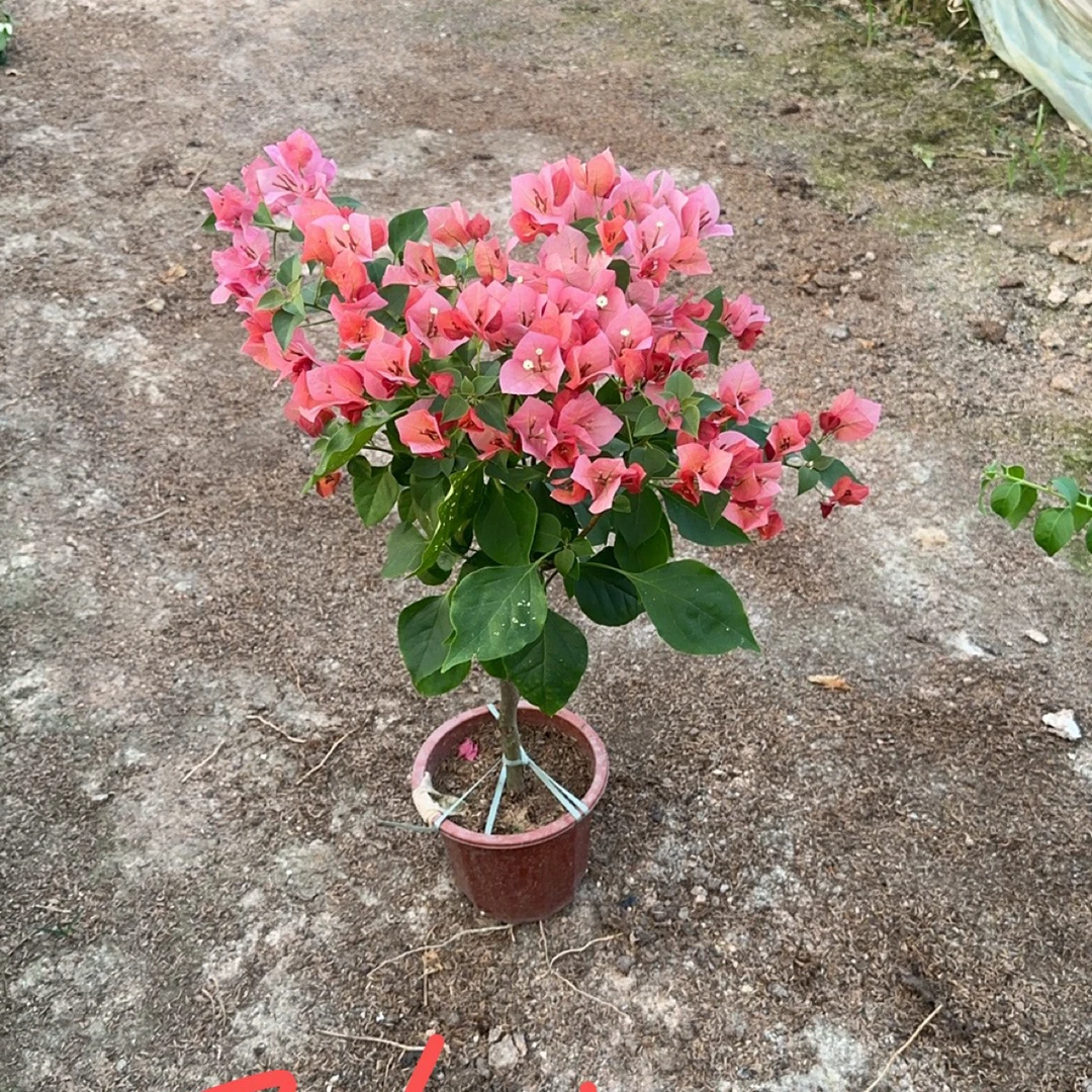 三角梅爬藤请备注花名32.8